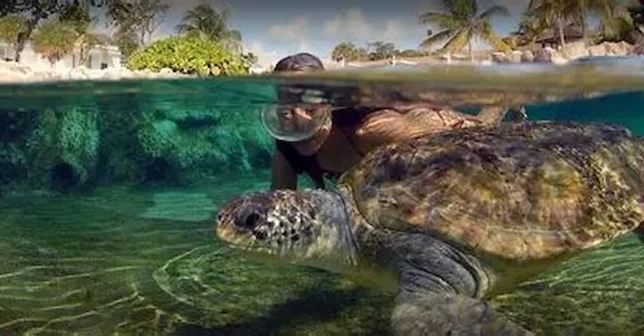 Cayman Turtle Centre, Grand Cayman