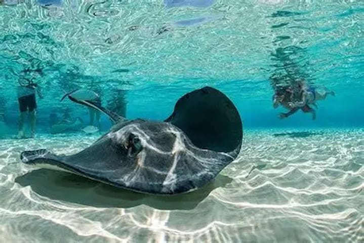 Stingray City Cayman Islands, Grand Cayman